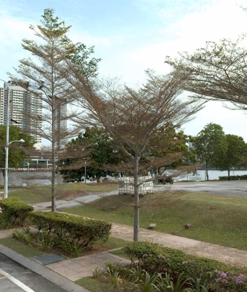 tree photo