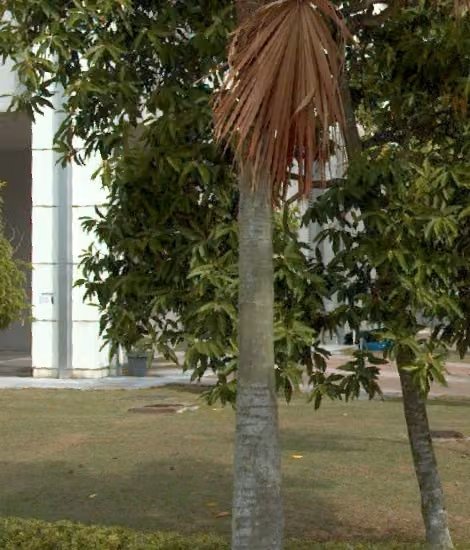 tree photo