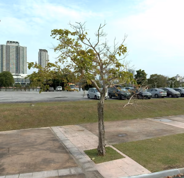 tree photo