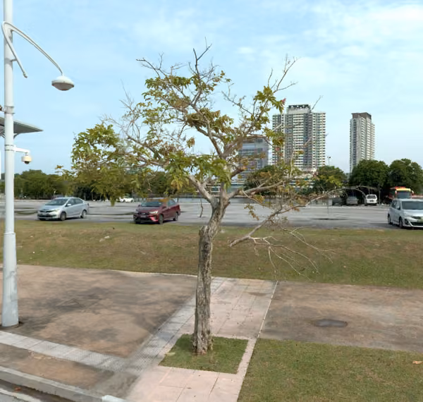 tree photo