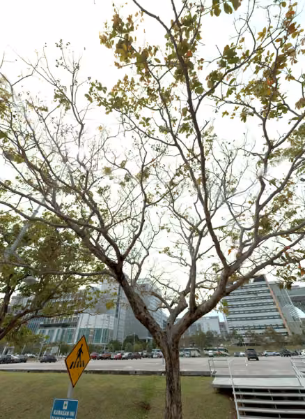 tree photo
