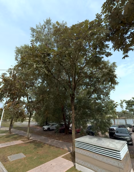 tree photo