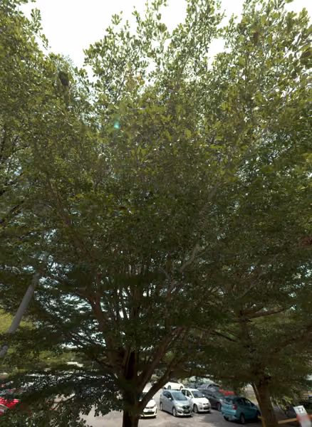 tree photo