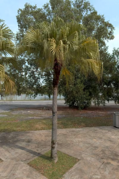 tree photo