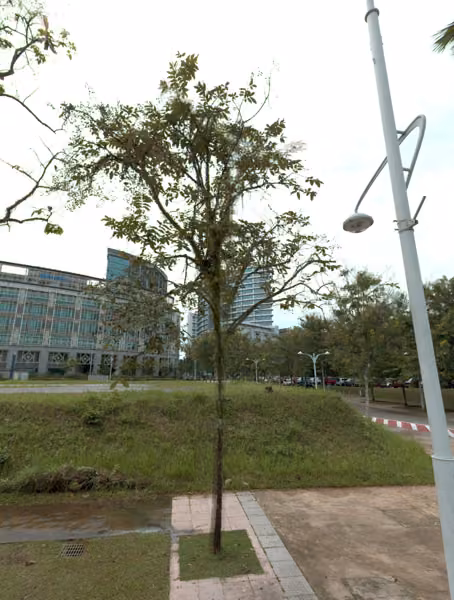 tree photo