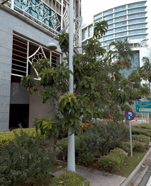 tree photo