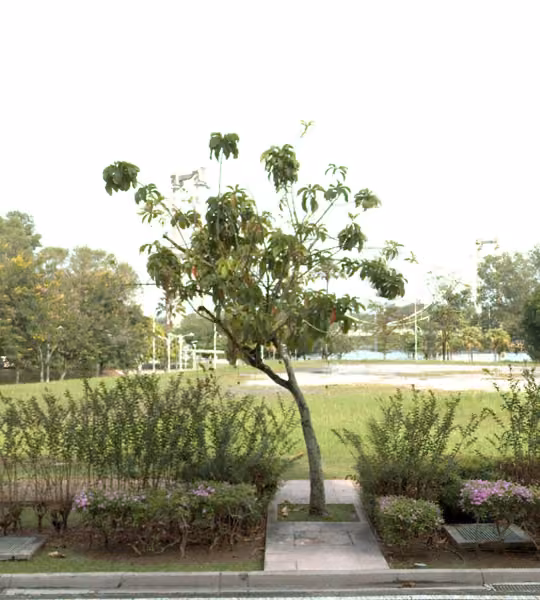 tree photo