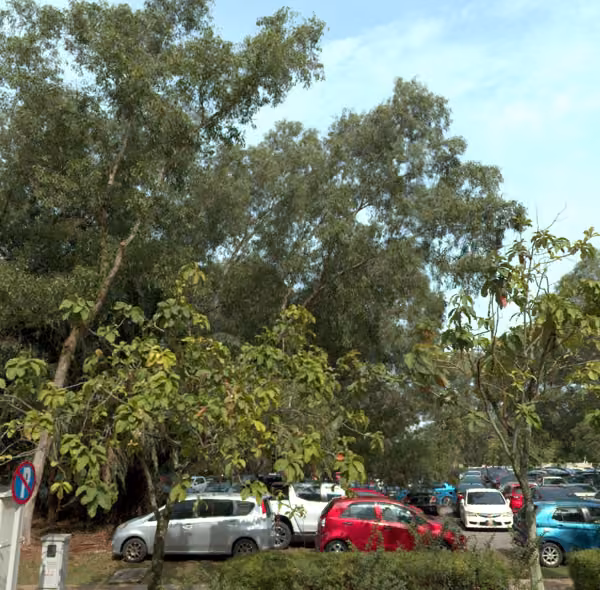 tree photo