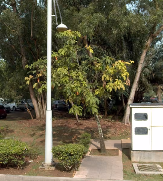 tree photo