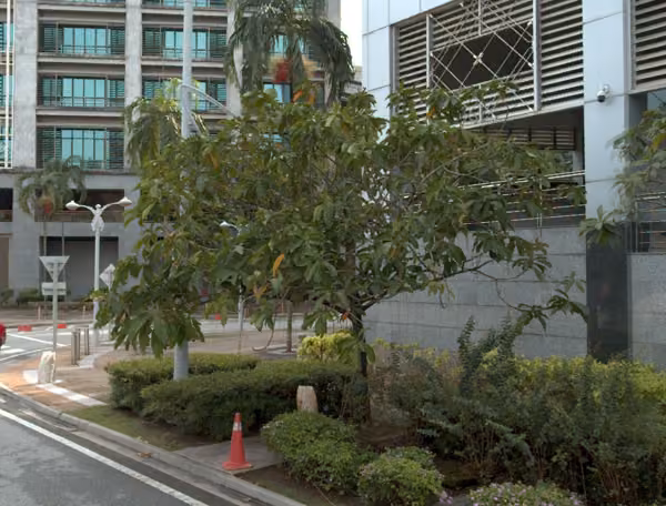 tree photo
