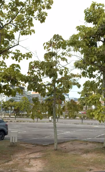 tree photo