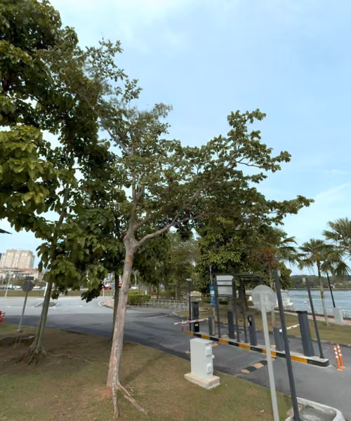 tree photo