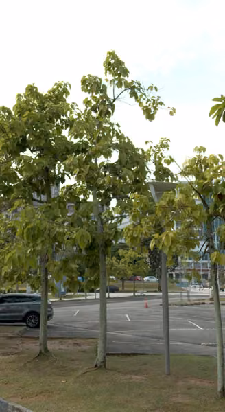 tree photo