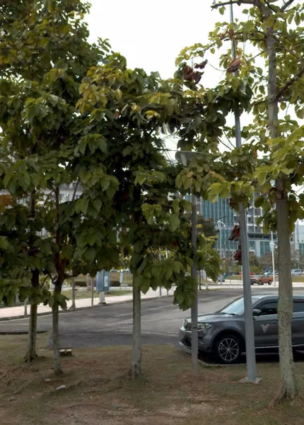 tree photo