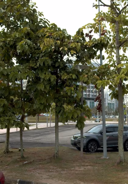 tree photo