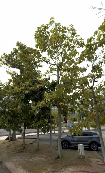 tree photo