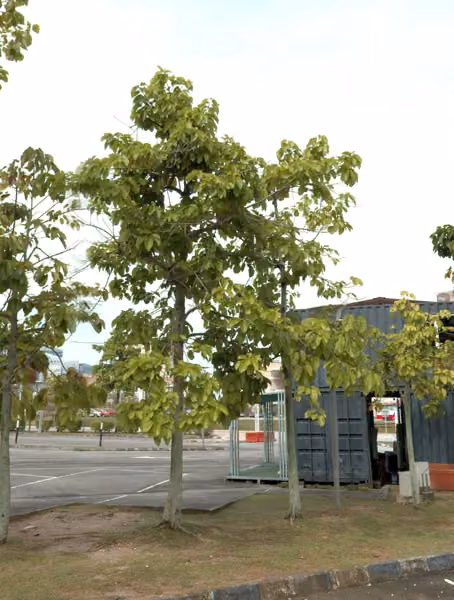 tree photo