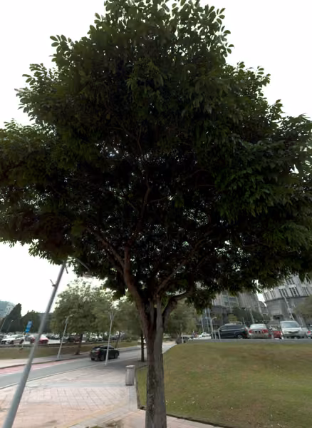 tree photo