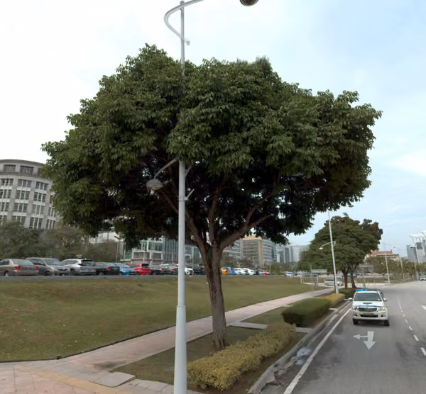 tree photo