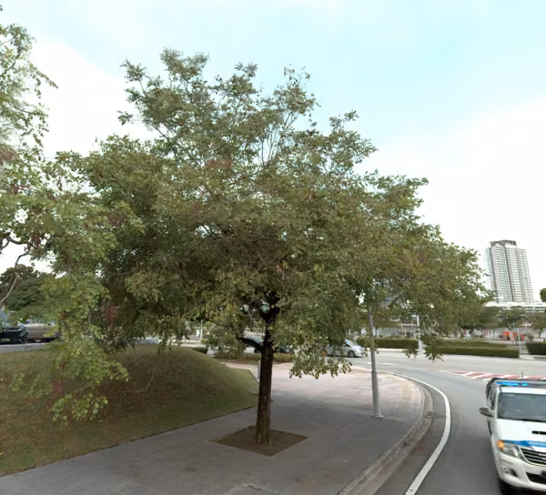 tree photo