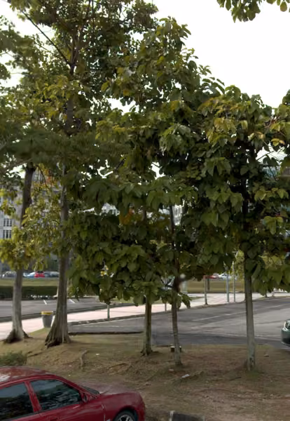 tree photo