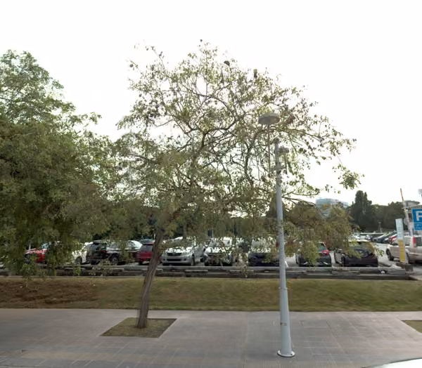 tree photo