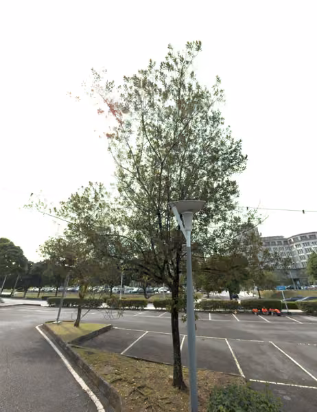 tree photo