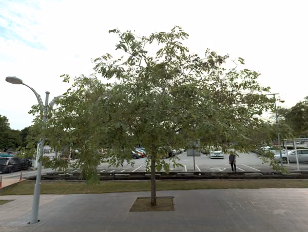 tree photo