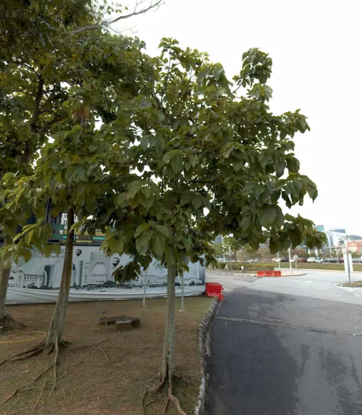 tree photo