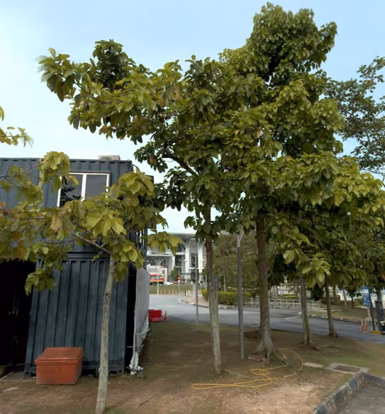tree photo