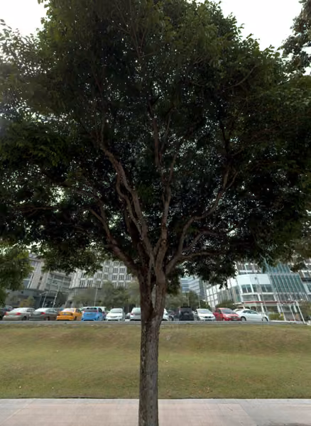 tree photo