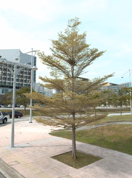 tree photo