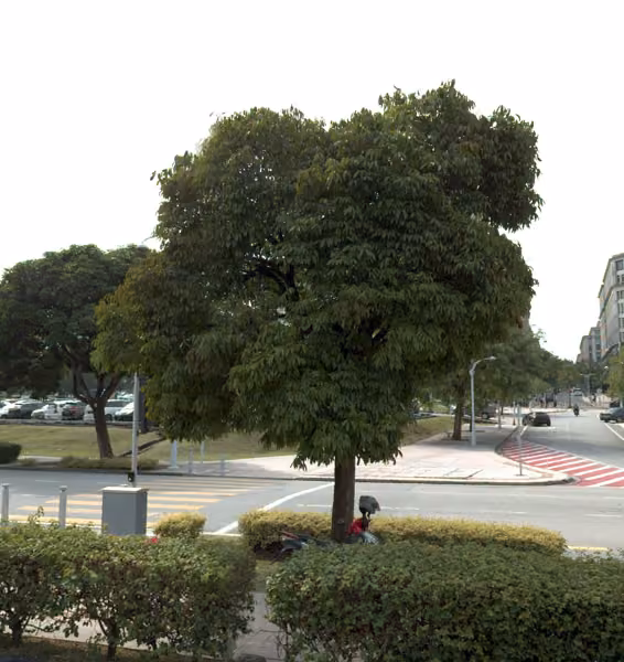 tree photo