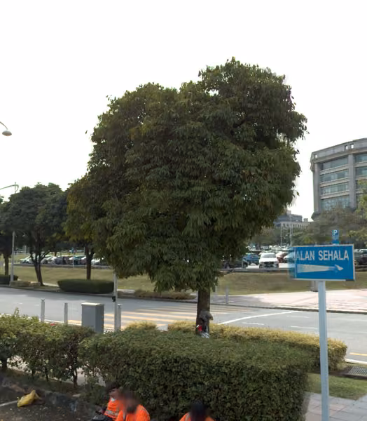 tree photo