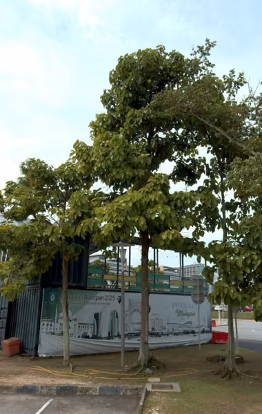 tree photo
