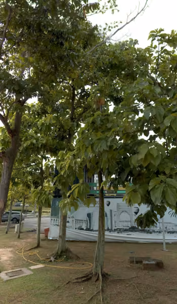 tree photo