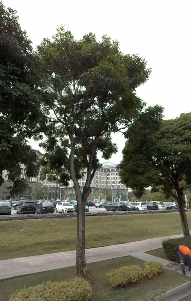 tree photo