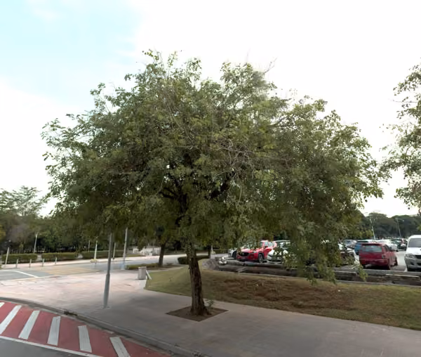 tree photo