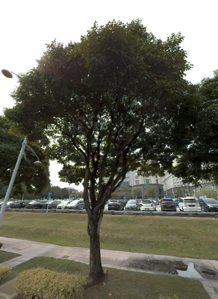 tree photo