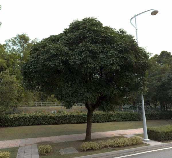tree photo