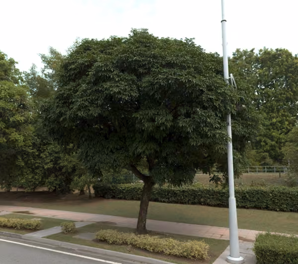 tree photo