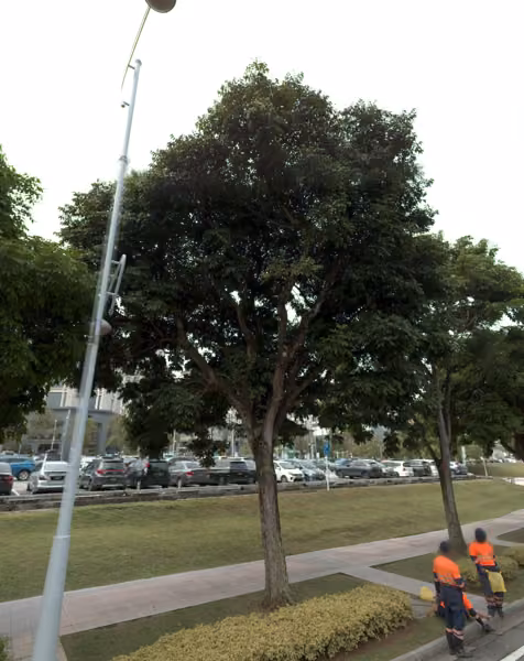 tree photo