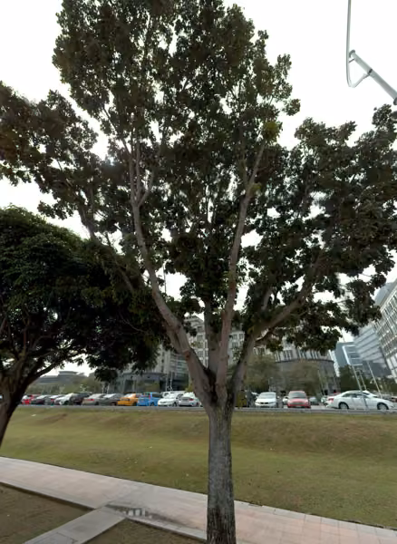 tree photo