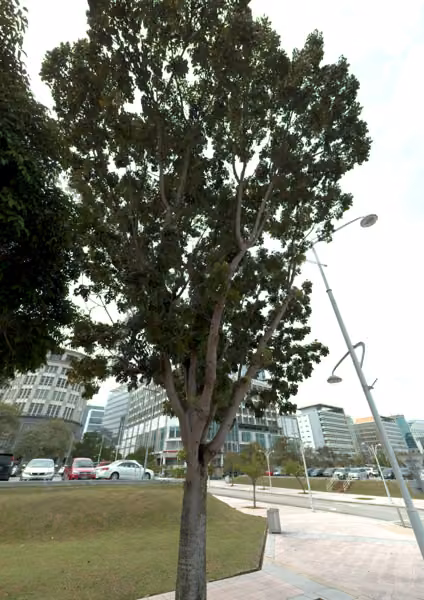 tree photo