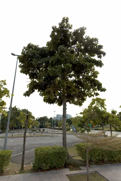 tree photo