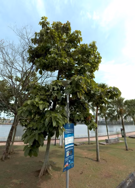 tree photo