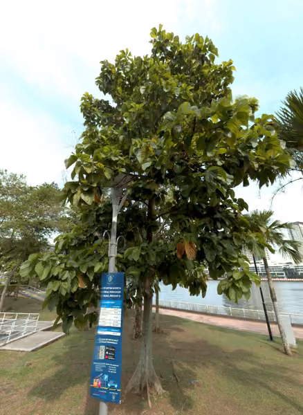 tree photo