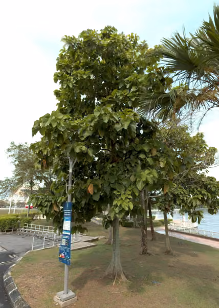 tree photo