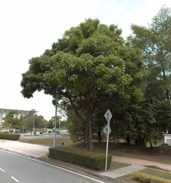 tree photo