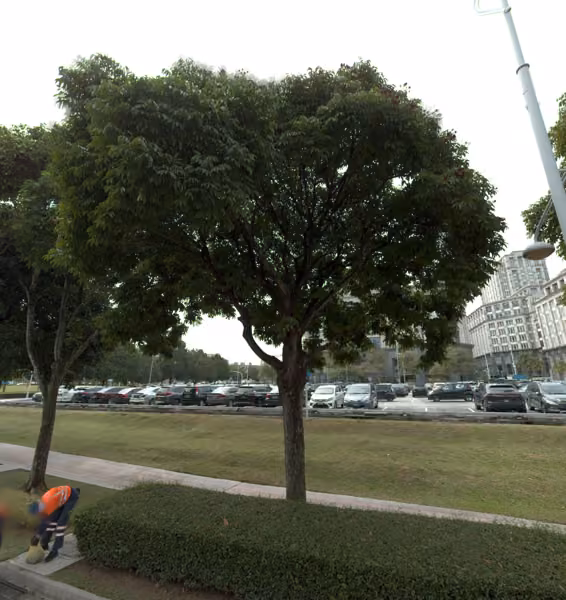 tree photo